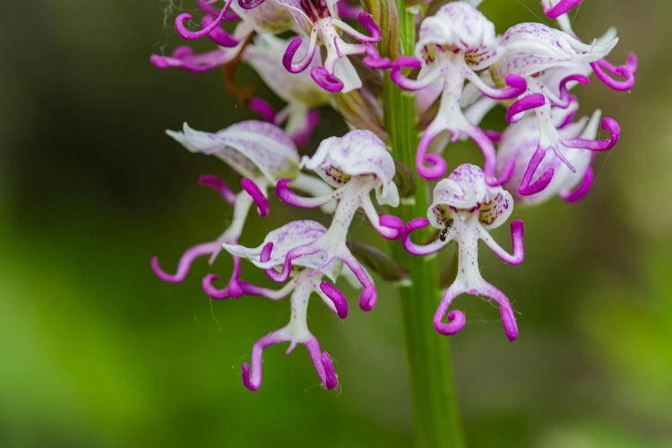 Den frækkeste: Naked man orchid